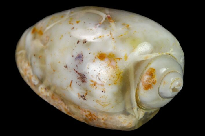 Polished, Chalcedony Replaced Gastropod Fossil - India #133522